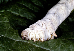 Bombyx mori