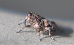 Cylindrocopturus