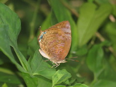 Arhopala centaurus nakula