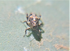 Cylindrocopturus