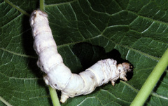 Bombyx mori