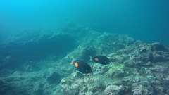Acanthurus achilles