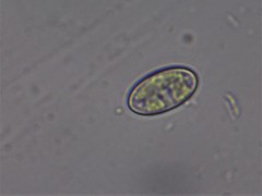 Cocconeis