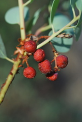 Arctostaphylos viscida pulchella