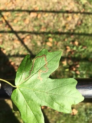 Stigmella aceris