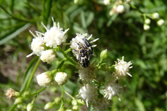 Nicentrus circumcinctus