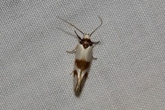 Antipterna trilicella