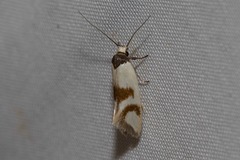 Antipterna trilicella