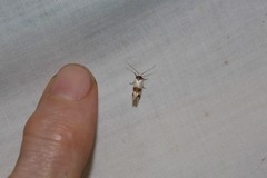 Antipterna trilicella