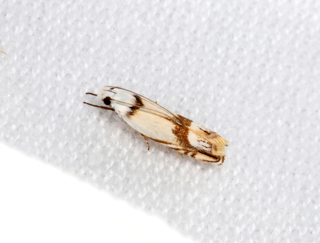 Iulactis insignis