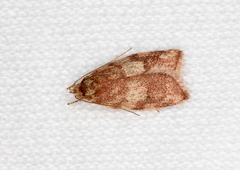 Syringoseca mimica