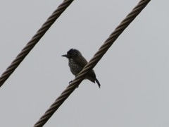 Picumnus albosquamatus