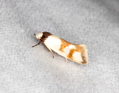 Antipterna trilicella