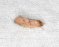 Syncometes vilis