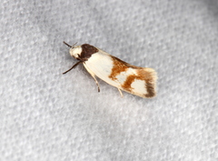 Antipterna trilicella