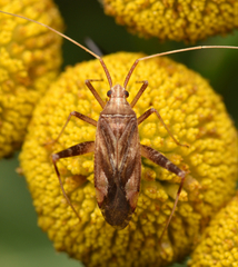 Phytocoris varipes