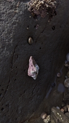 Muricoidea