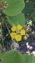 Stigmaphyllon bonariense