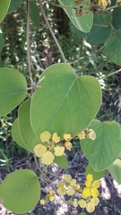 Stigmaphyllon bonariense