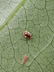 Coniopteryginae
