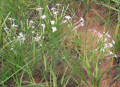 Ipomopsis longiflora longiflora