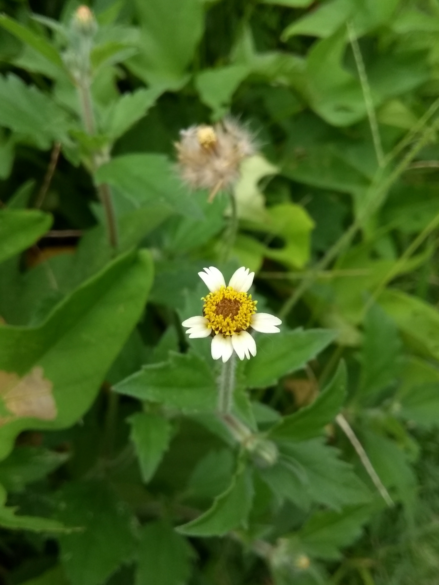 Tridax procumbens