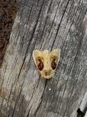 Arrhenophanes perspicilla