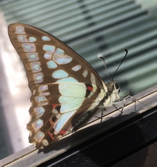 Graphium