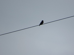 Chelidoptera tenebrosa