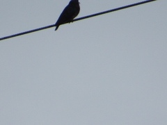 Chelidoptera tenebrosa