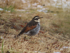 Turdus eunomus