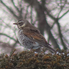 Turdus eunomus