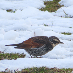 Turdus eunomus