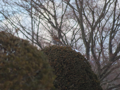 Turdus eunomus