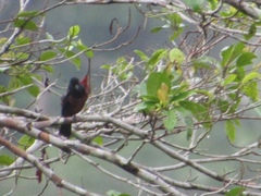 Sporophila angolensis