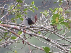 Sporophila angolensis