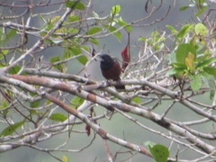 Sporophila angolensis