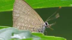 Anthene emolus goberus