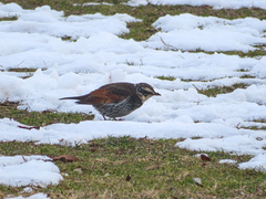 Turdus eunomus