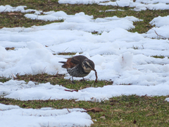 Turdus eunomus