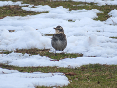 Turdus eunomus