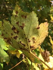 Aceria pseudoplatani