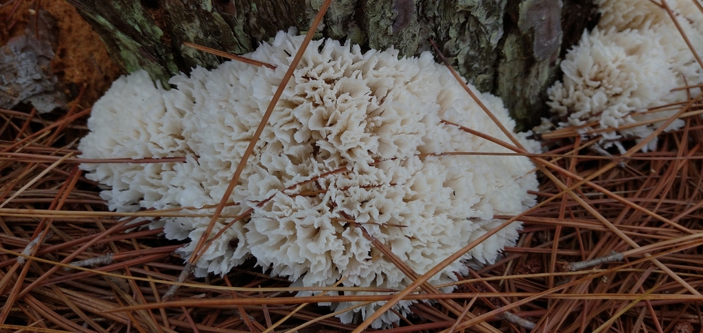 Irpex rosettiformis · February 2021 · photo: © sup13 (iNaturalist, cc-by)