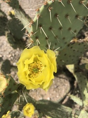 Opuntia engelmannii