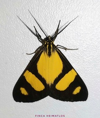 Phaeochlaena solilucis