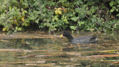 Fulica rufifrons