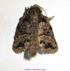 Euglyphis distincta