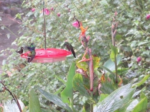 Heliodoxa leadbeateri