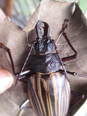 Macrodontia marechali