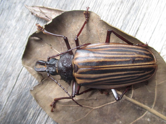 Macrodontia marechali image